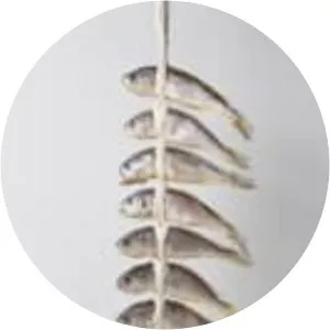 Larimichthys polyactis