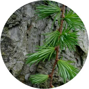 Larix kaempferi (Japon Melezi)