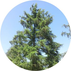 Larix kaempferi