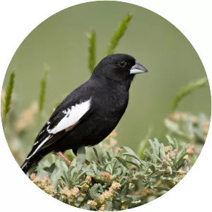 Lark bunting - Birds