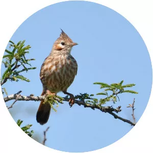 Lark-like brushrunner