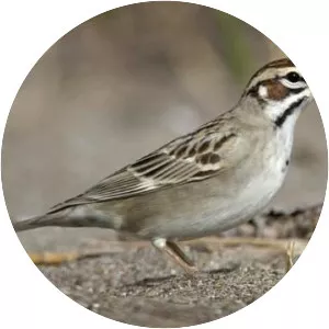 Lark sparrow