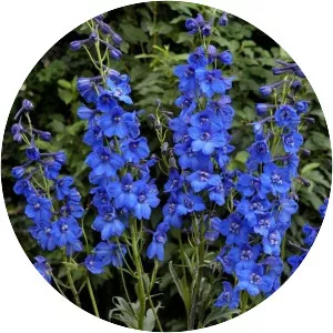 Larkspur