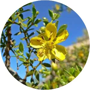 Larrea tridentata - Plants
