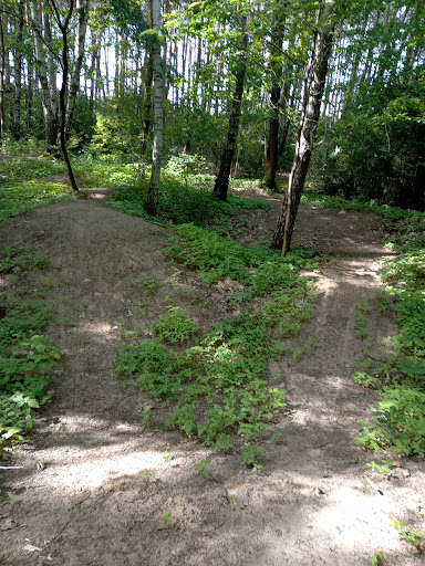Las Ziupkowskiego - Tourist attraction in Leg Tarnowski, Poland
