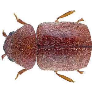 Lasioderma serricorne