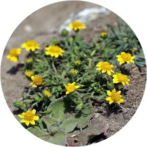 Lasthenia gracilis - 