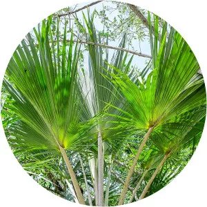 Latania verschaffeltii