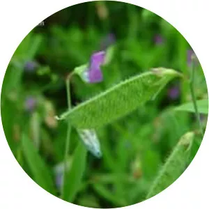 Lathyrus hirsutus