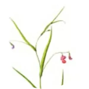 Lathyrus nissolia