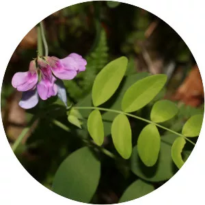 Lathyrus polyphyllus