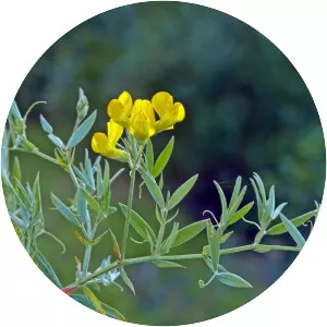 Lathyrus pratensis - Plants