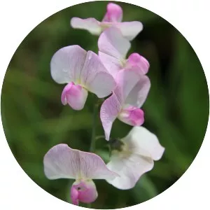Lathyrus
