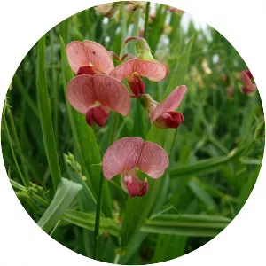 Lathyrus sylvestris - Plants