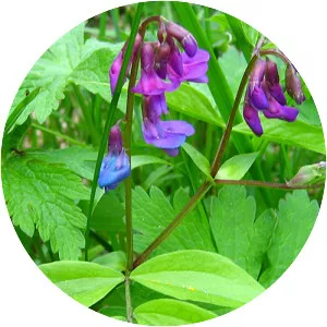 Lathyrus vernus - Plants