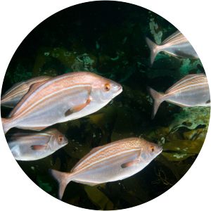 Latridopsis forsteri - Fish