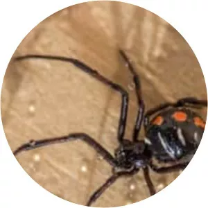 Latrodectus tredecimguttatus