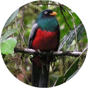 Lattice-tailed trogon - Bird