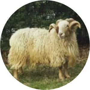 Latxa - Sheep breed