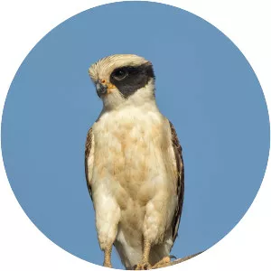 Laughing falcon