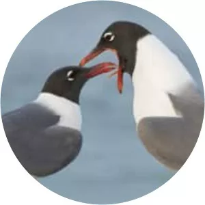 Laughing gull