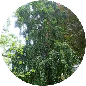 Laureliopsis philippiana - Plants