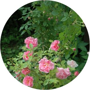 Laurette Messimy photograph