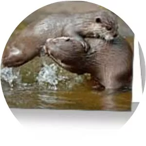 Laurie Campbell photograph