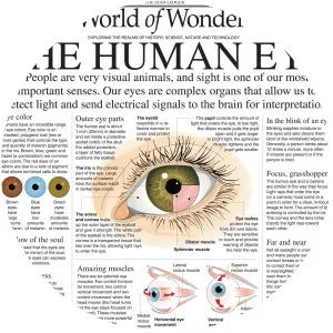 Laurie Triefeldt - Illustrator