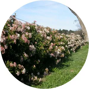 Laurustinus - Plants