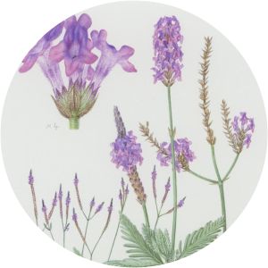 Lavandula minutolii