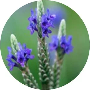 Lavandula x christiana