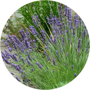 Lavandula x intermedia
