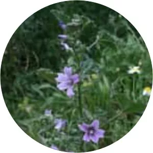 Lavatera cretica - Plants