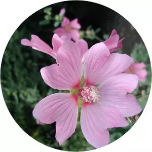 Lavatera - 