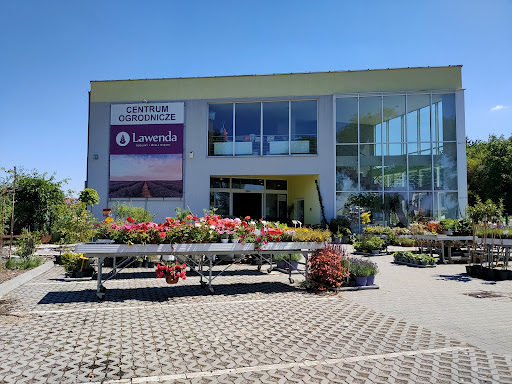 Lavender - Plants and much more