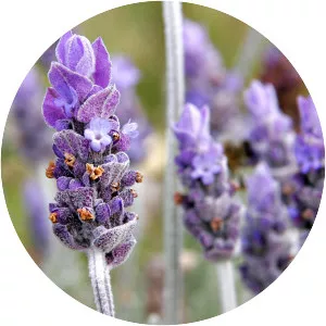 Lavender - Plants