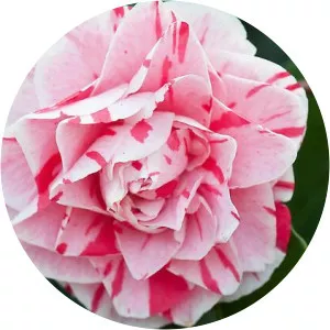 Lavinia - Mythological character