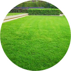 Lawn