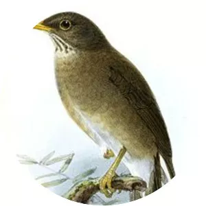 Lawrence's thrush - Bird