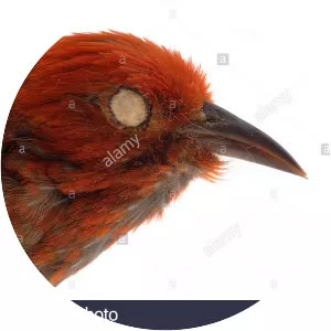 Laysan honeycreeper