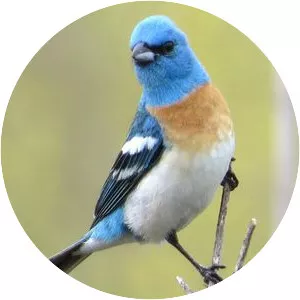 Lazuli bunting