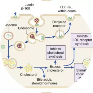 LDL receptor - Protein