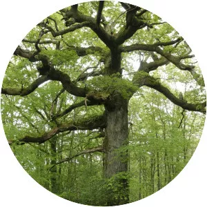 Le Chêne des Hindrés - 