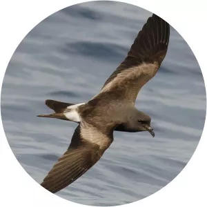 Leach's storm petrel