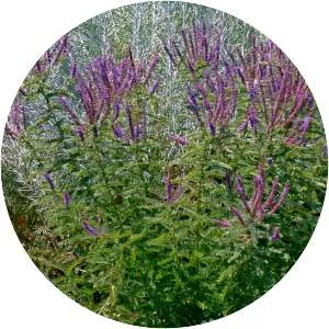 Leadplant - Plants
