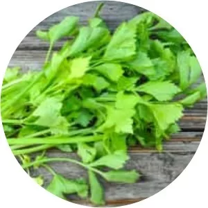 Leaf celery