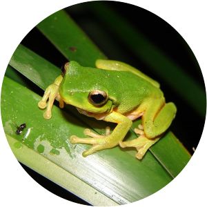 Leaf green tree frog