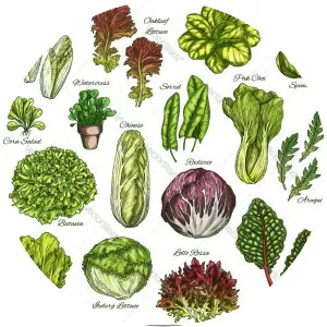 Leaf vegetable photograph