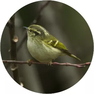 Leaf warbler